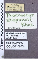 Etikette zu Procraerus stepanovi (NHMW-ZOO-COL-0010285)